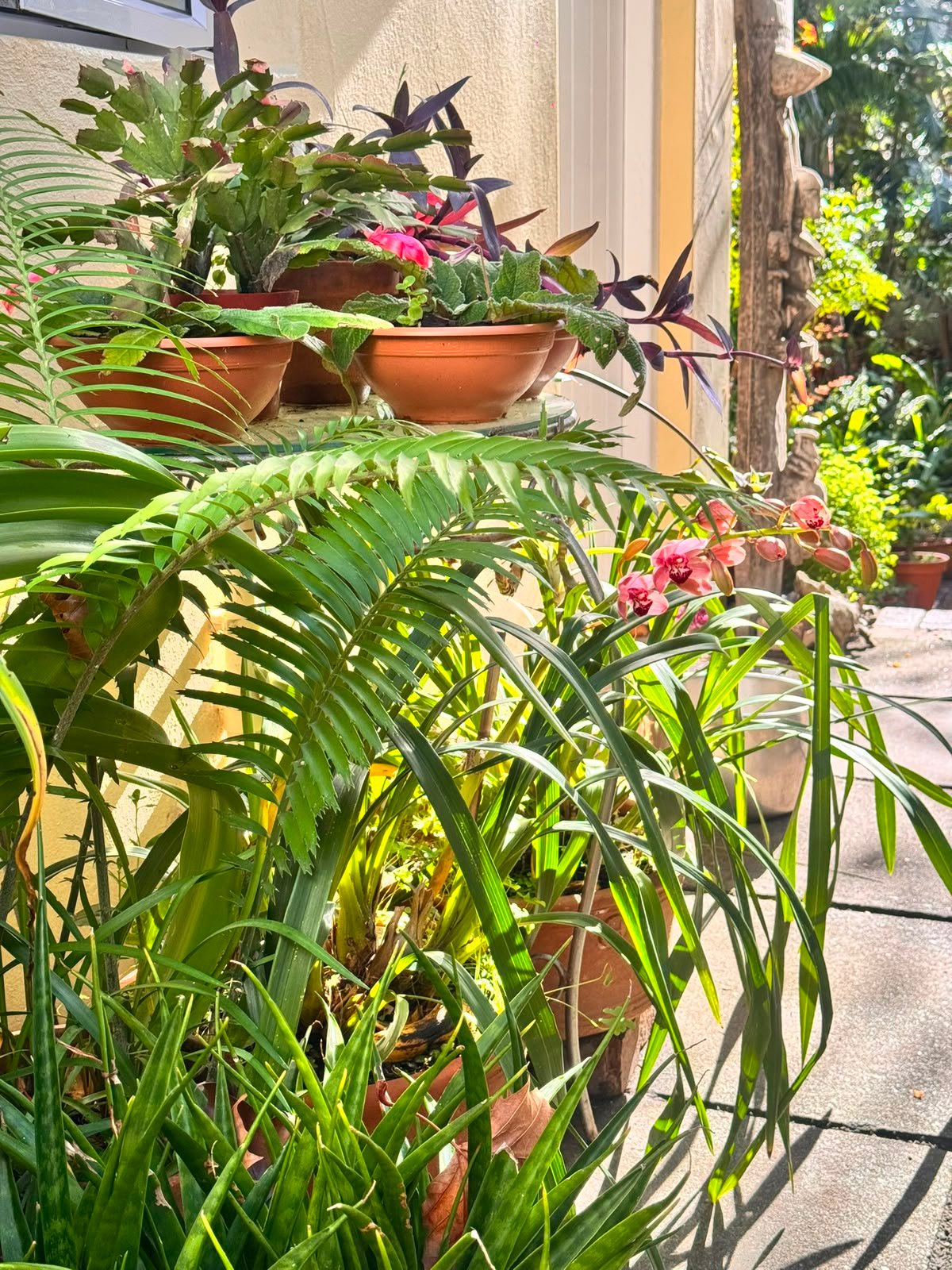 Plants and orchids outside Jomi’s salon